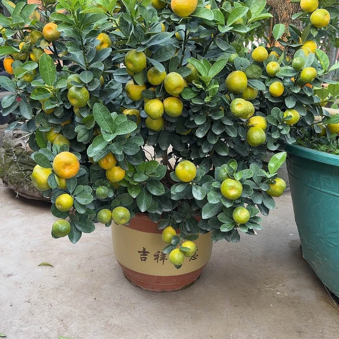 林***伟金都一号果树1111111111111