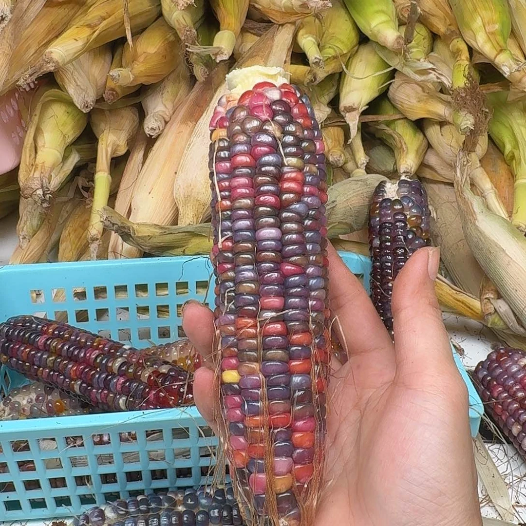 晓***晓梦之城新品梦宝1号