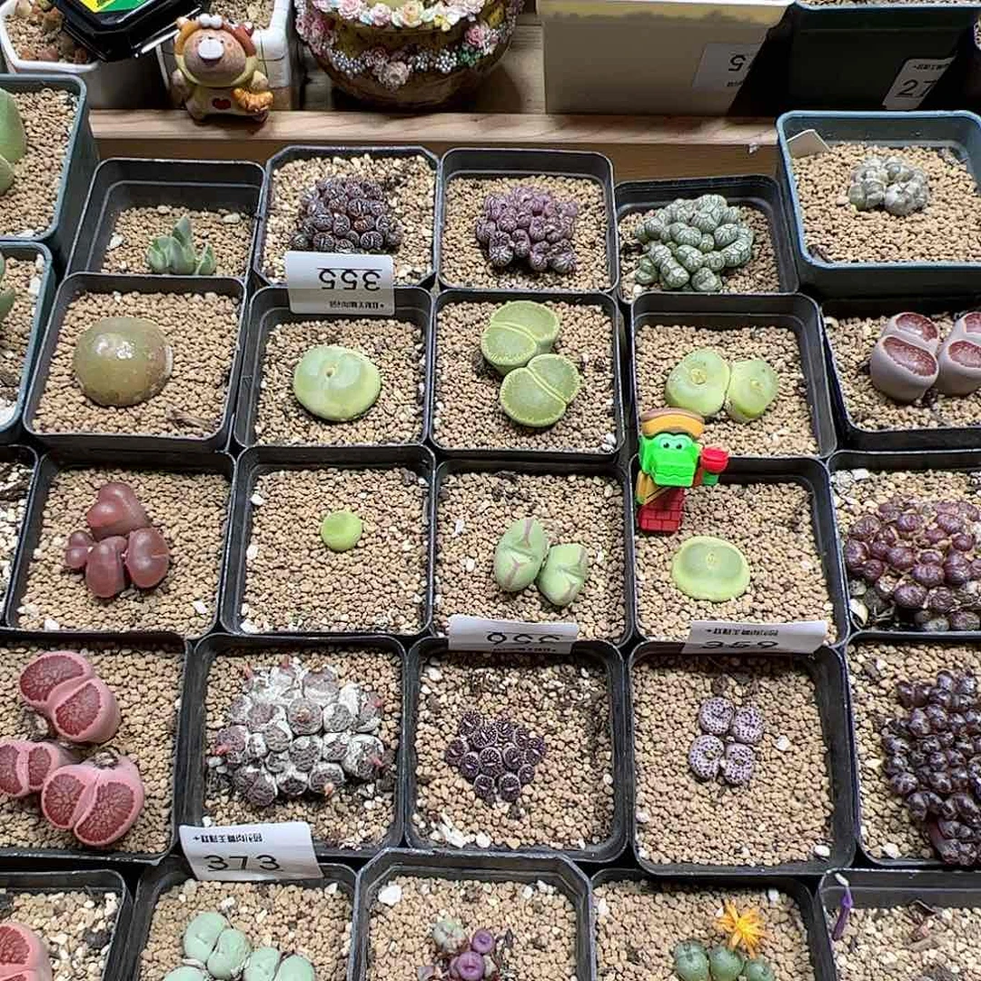 【闪购商品】100元盲拍