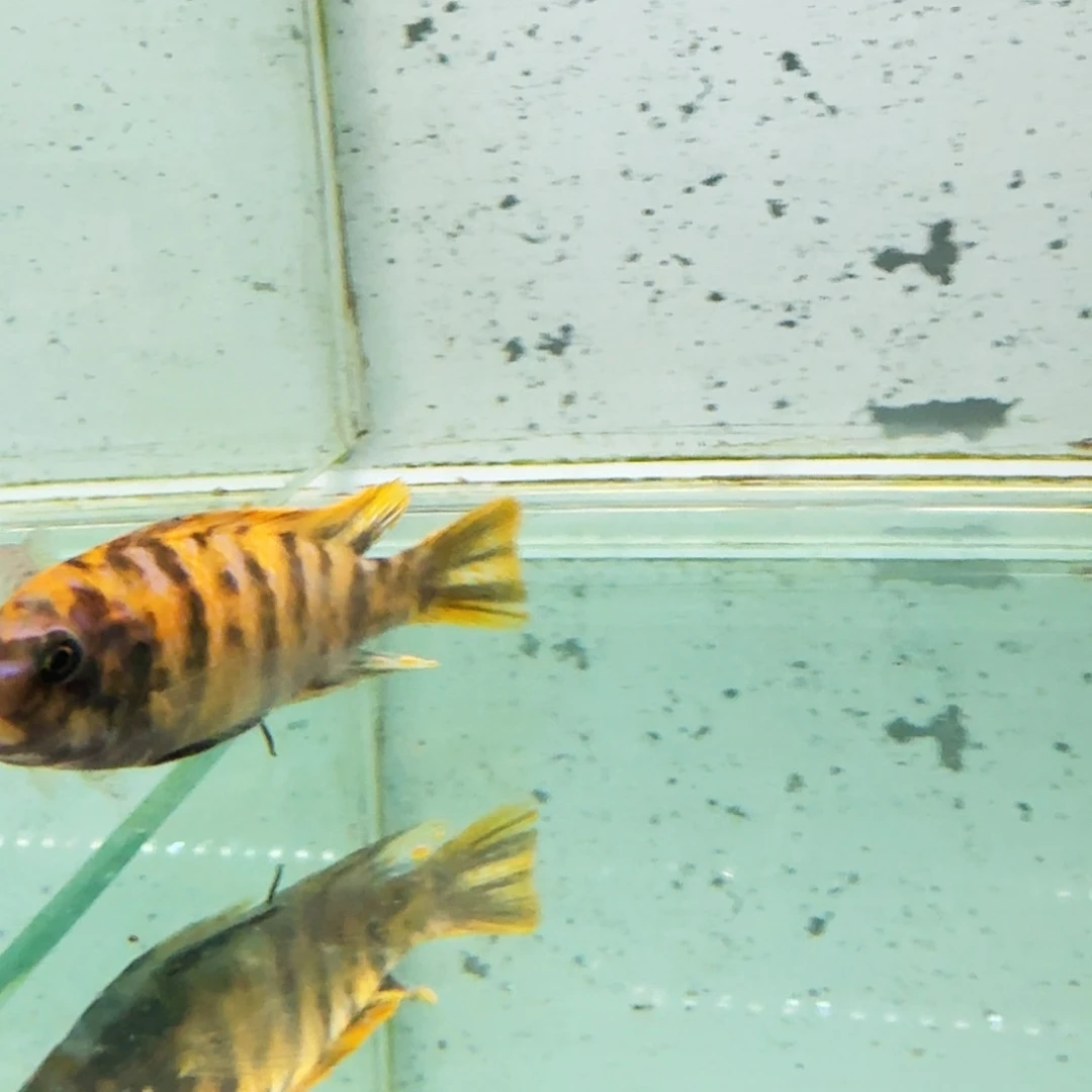 一***钱海水果酱猫491。