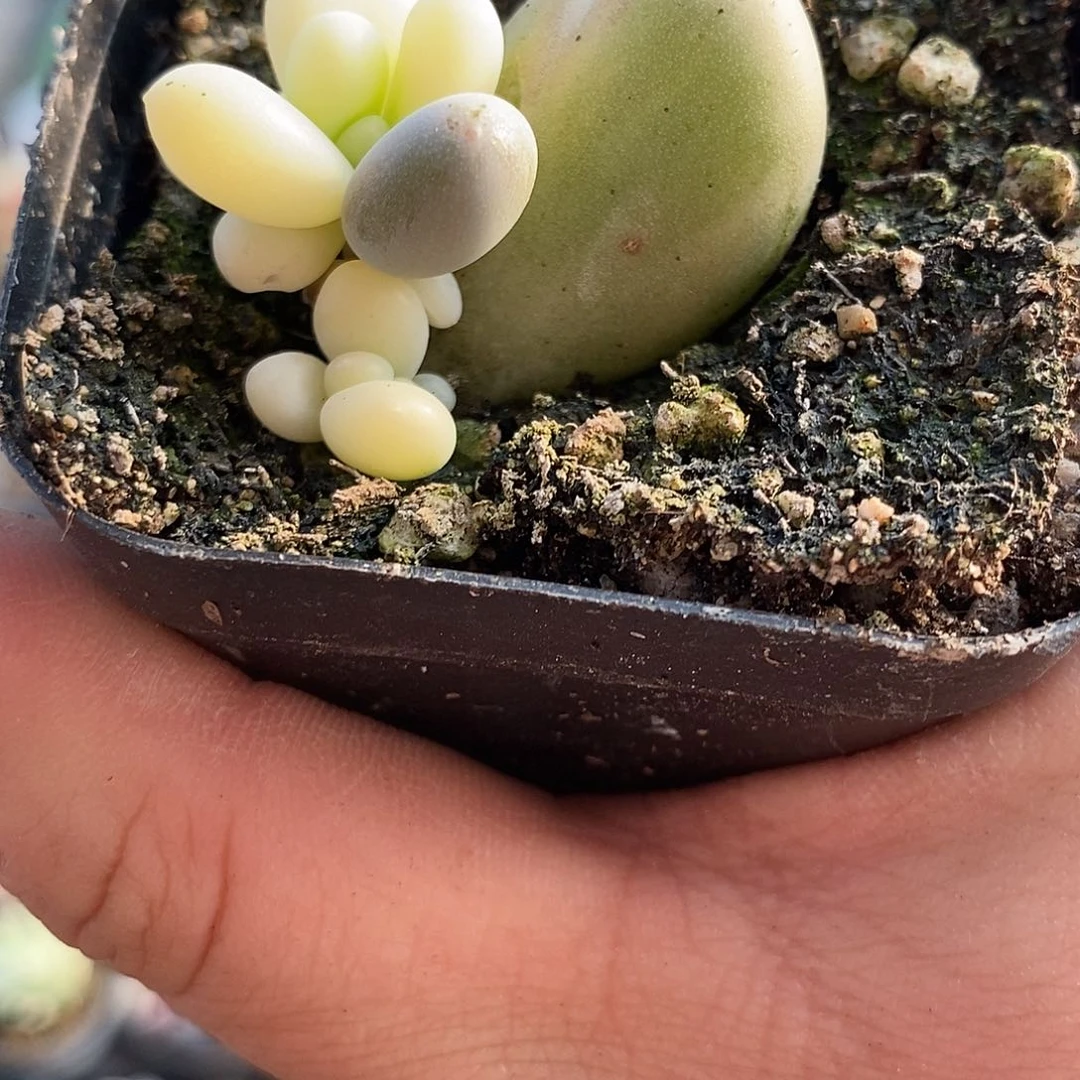 226奶酪锦多肉植物哇啦塞