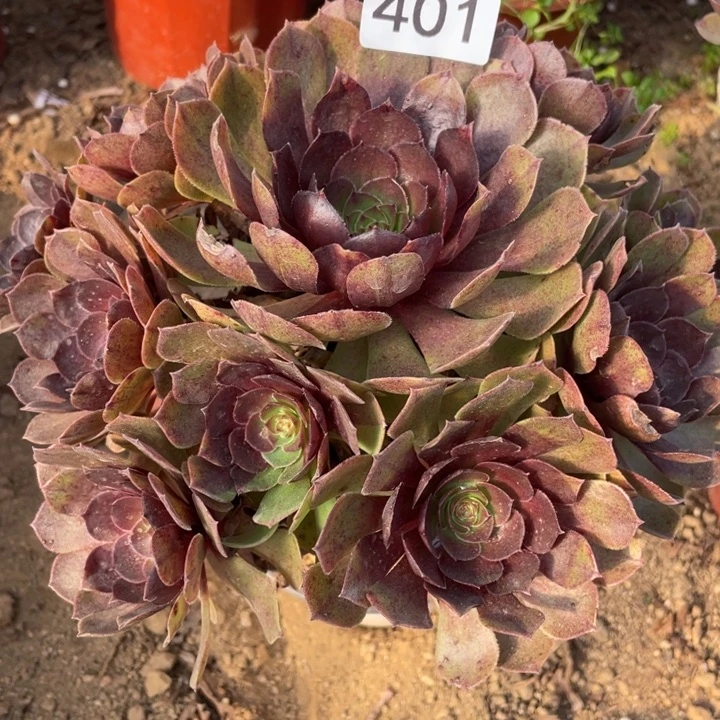 无花朵401多肉植物黑膜