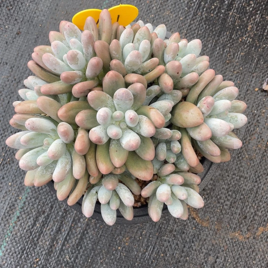 13头汤圆群生无砍无摘101