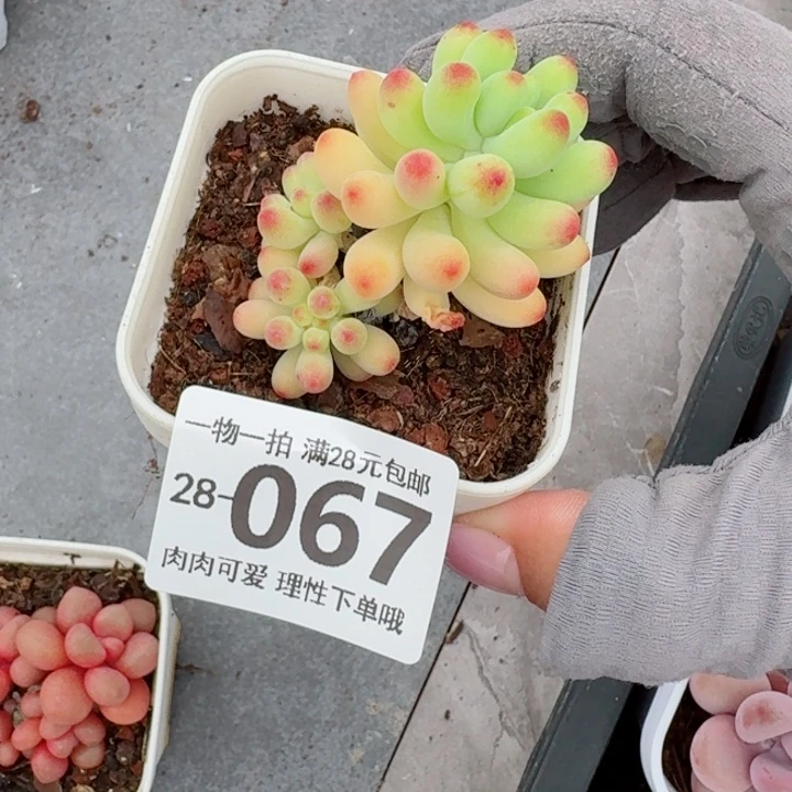 果冻乙女心无盆土发货多