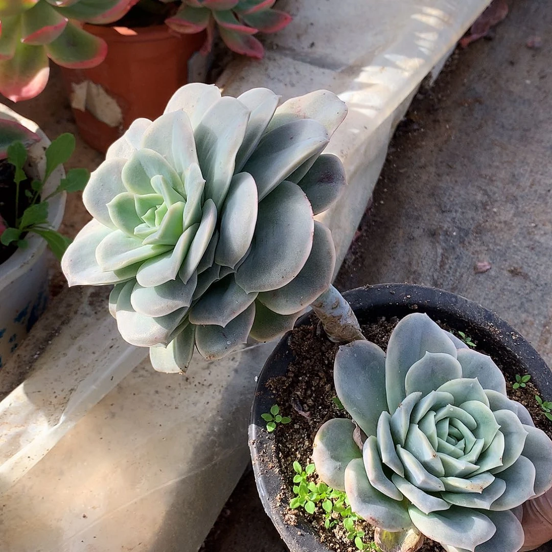 大叶玫瑰一物一拍