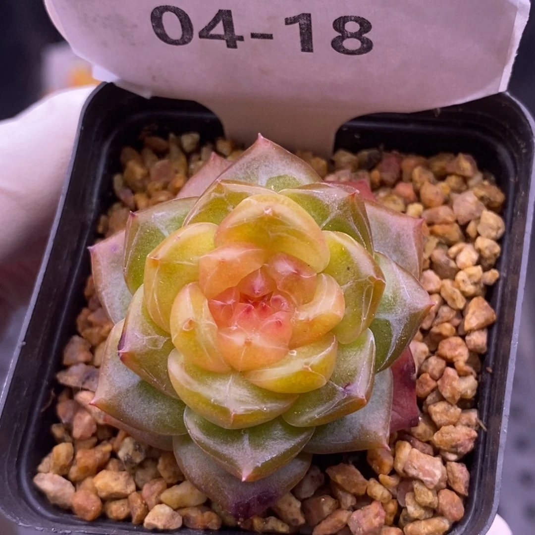 【闪购商品】04-18