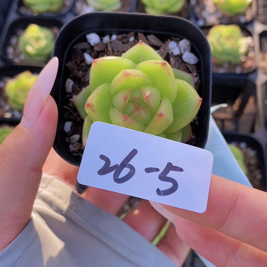 磕***赞26-5-珍妮福利一颗专拍
