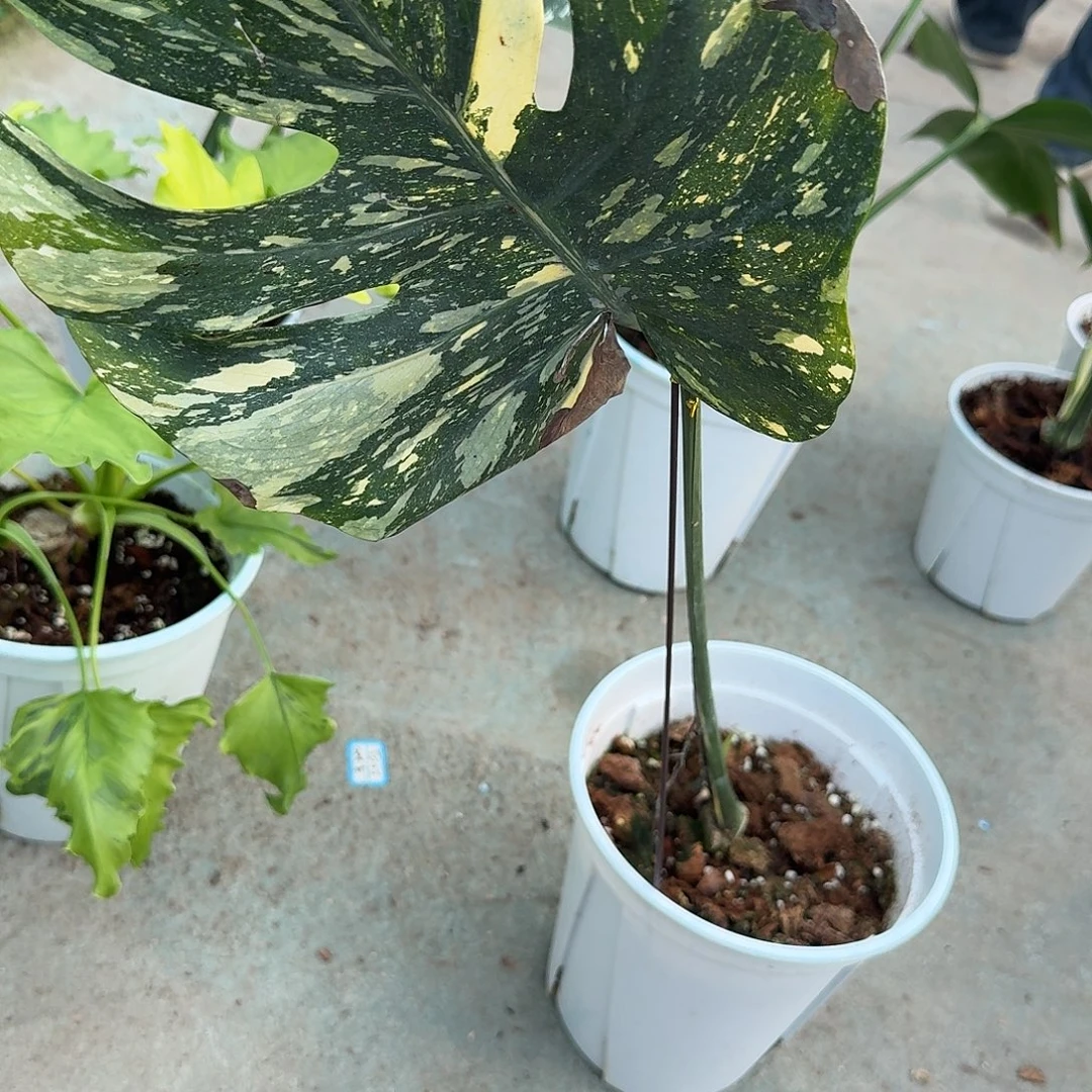 纵***海无花朵龟背竹植物一物一拍