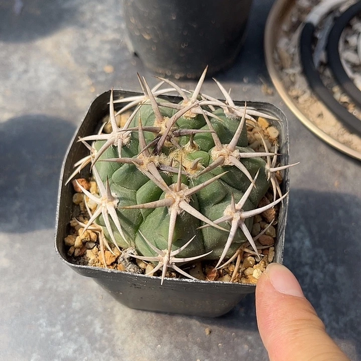 无花朵实生豪刺龟甲碧岩玉