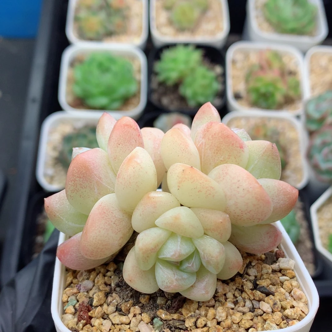 58包邮  群生不包整冰玉89