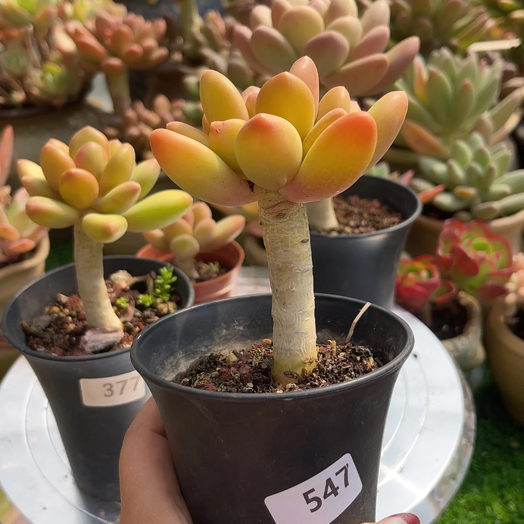 兮*芒果奶。 547。111111111