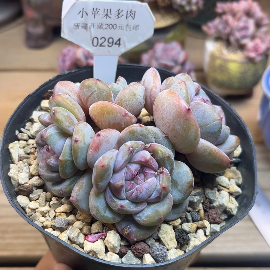 绿底紫心294/10cm4头