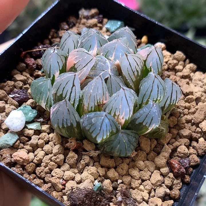 霓虹灯玉露锦带盆土发货looo