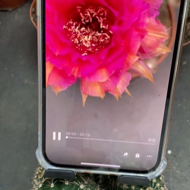 香香99号带根5-6公分左右