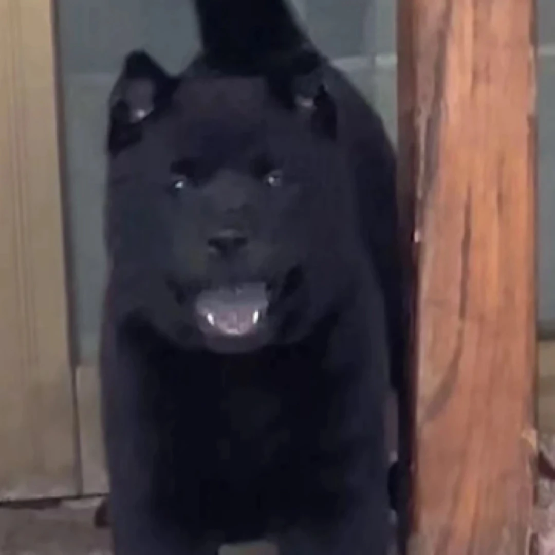 田园犬五黑犬五红犬土松犬土狗活体链接