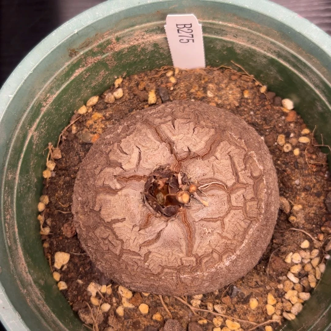 精品盆栽养定龟甲龙275号