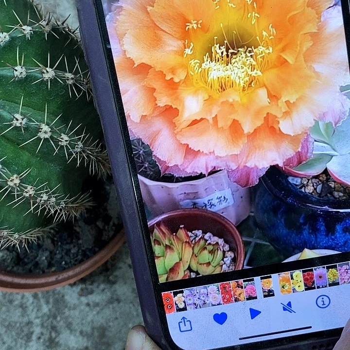 香槟彩仙人球，36890