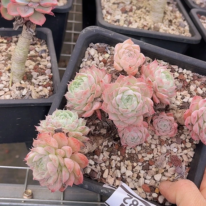 朱砂痣2582多肉植物