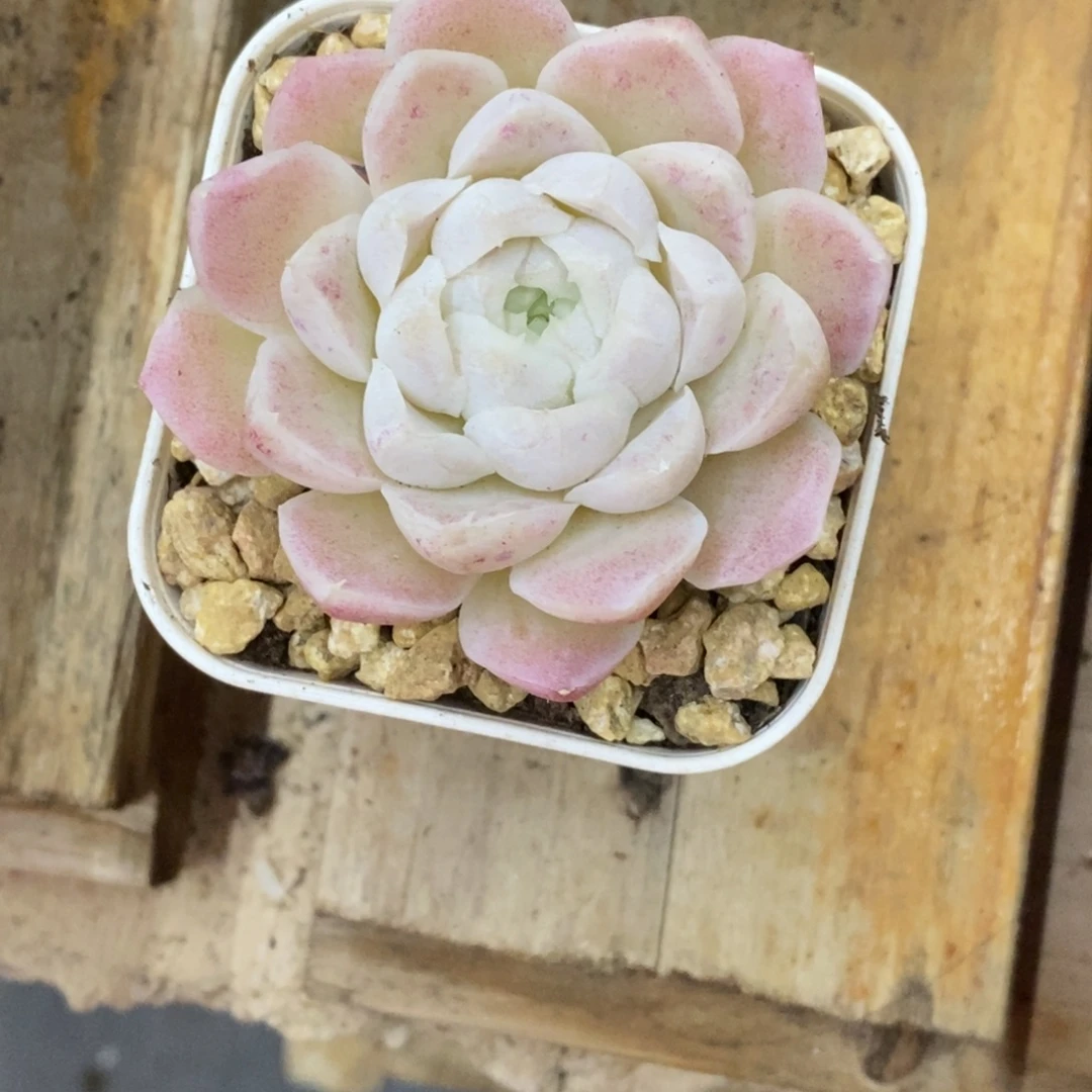 精品多肉一物一拍不包整410