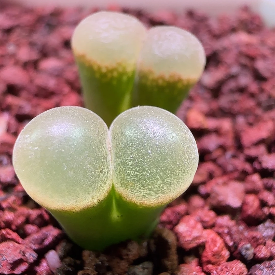 好看的风铃。    505