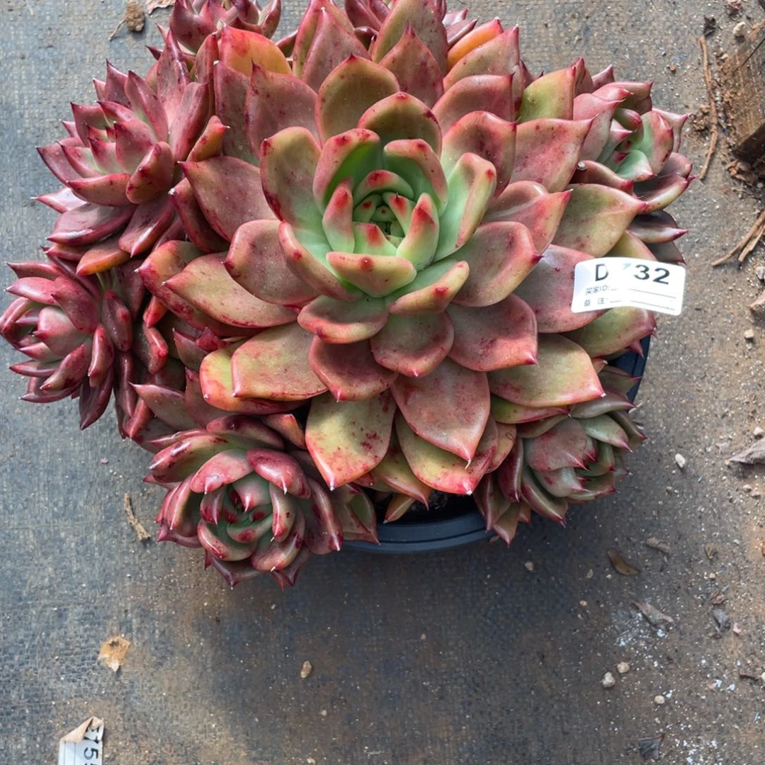 无花朵若如东云组拍D732