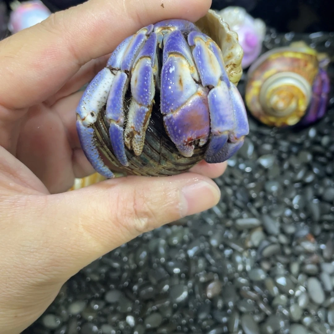 寄居蟹寄居蟹寄居蟹