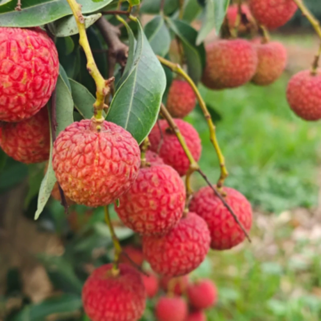 海南白糖罂荔枝（5斤畅想装）海南省