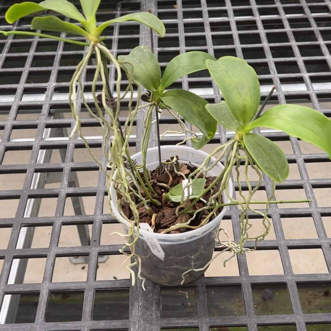 当前无花栽培后可以开花4.5寸杯红路德三高芽