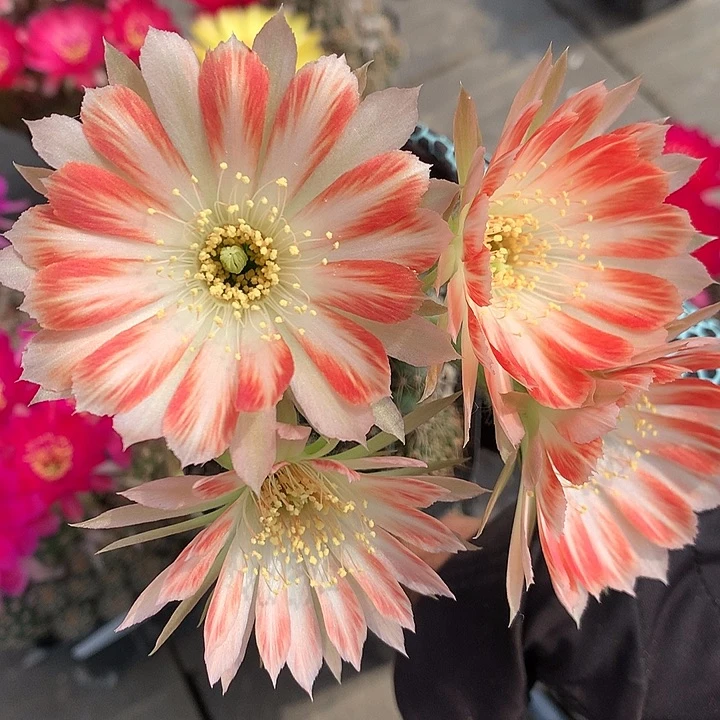 27 侧芽自根丽花6厘米盆