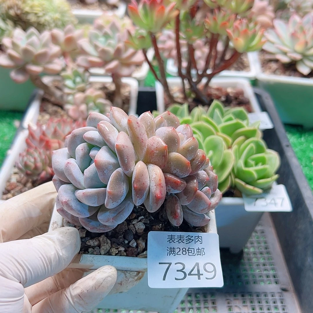 无花朵多肉一物一拍7349