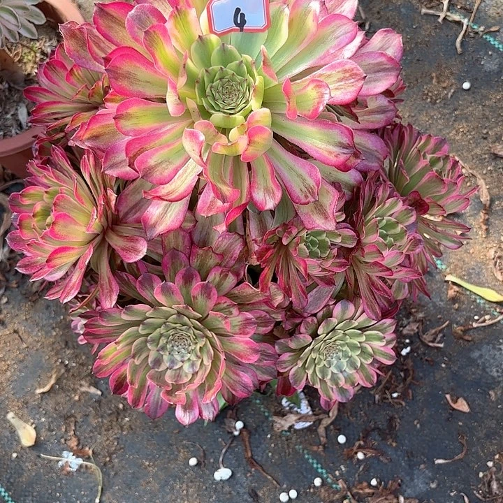 4沙皇多肉植物绿植