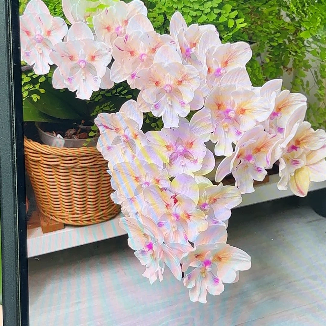 当前无花栽培后可以开花大婚纱