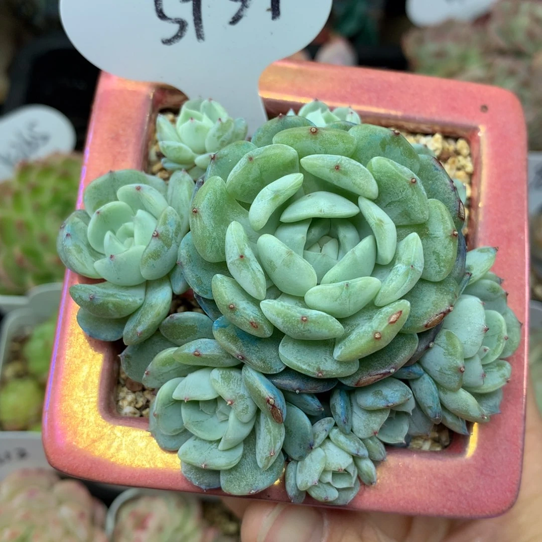 9头白色恋人无砍捧花群3934