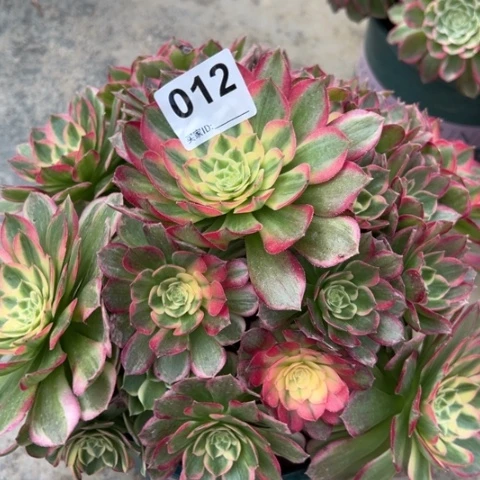 012海王25厘米左右