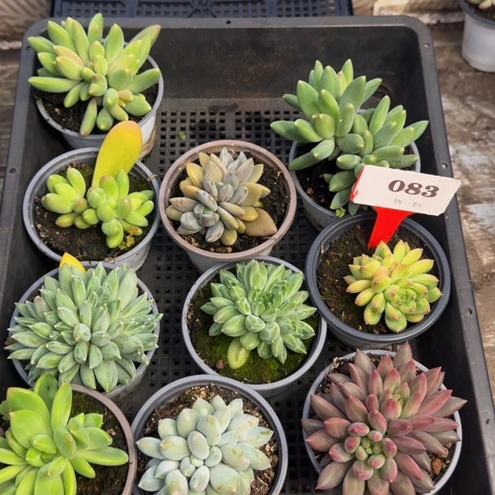 083多肉植物一物一拍