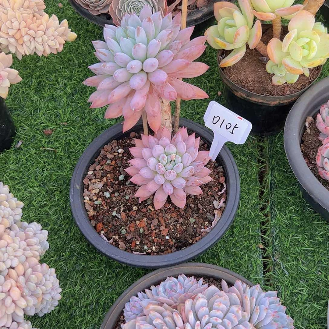 迁***生0105所罗门30。。。