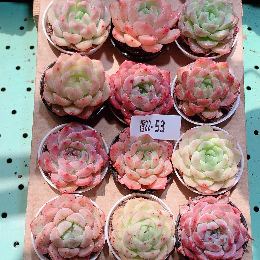 22-53一物一拍带盆18颗