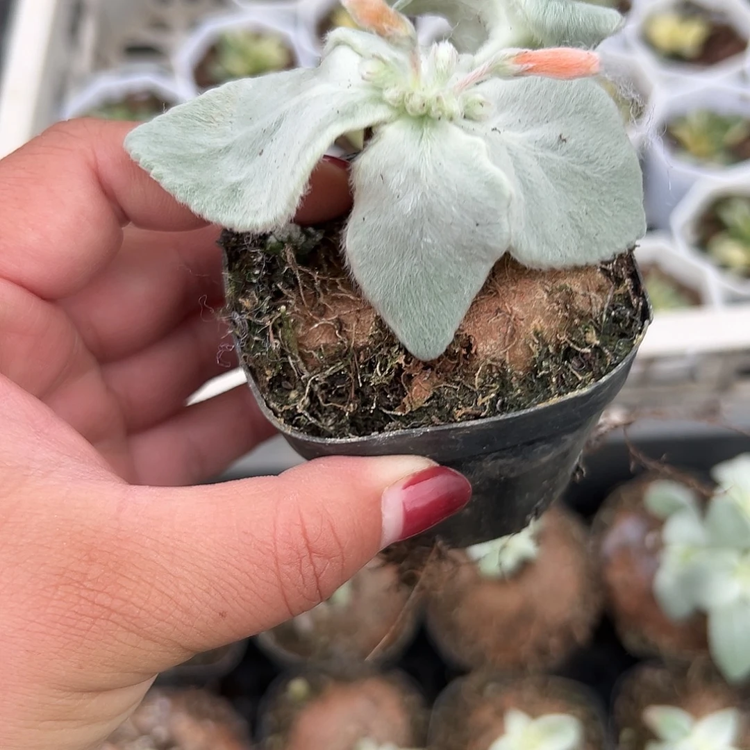 多肉植物红花断崖女王