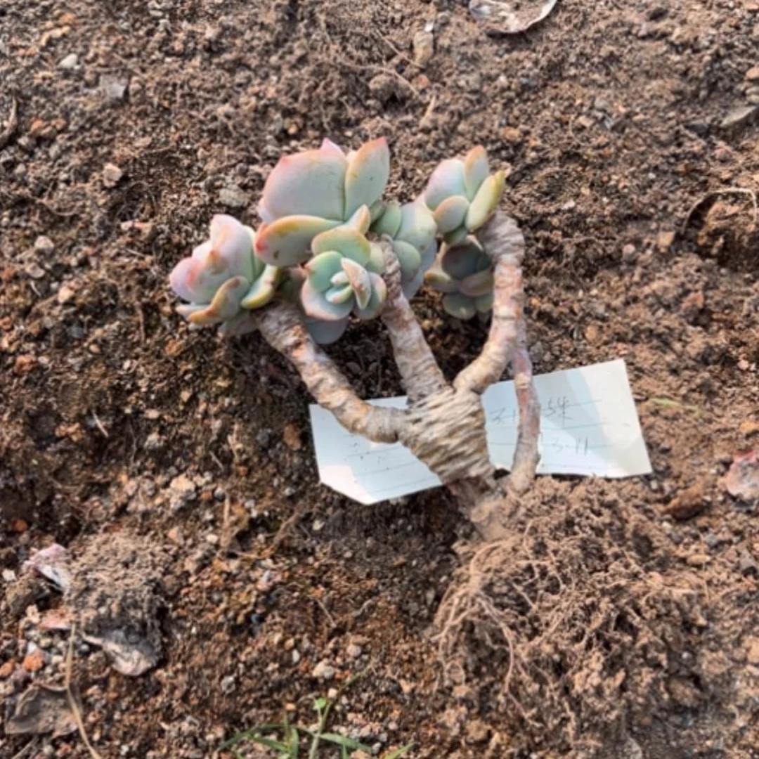 【闪购商品】不*白凤