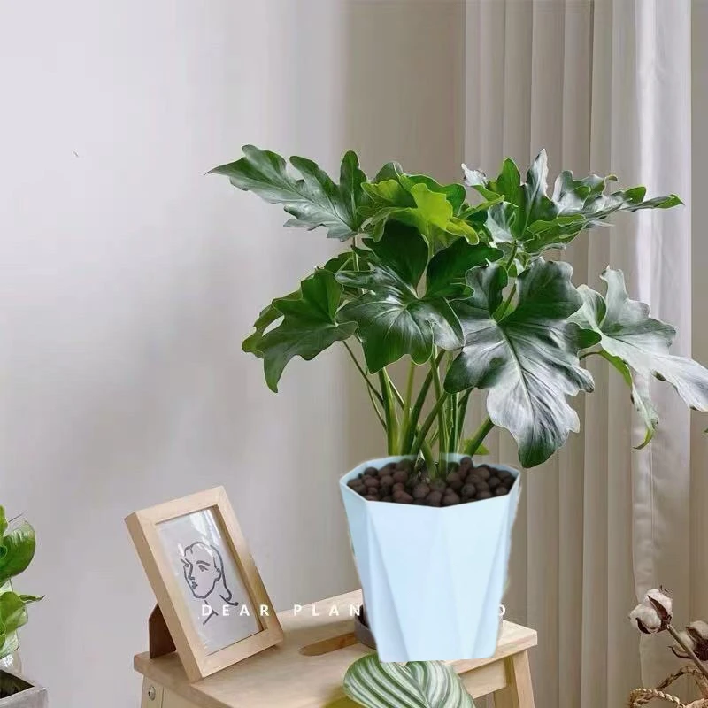 春羽绿植盆栽耐旱植物客厅室内办公室桌面好养花卉