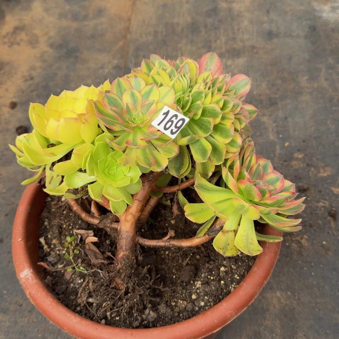 M****169多肉植物轮回缀