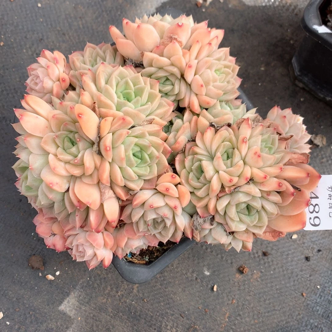 水****55489不包整散特价的