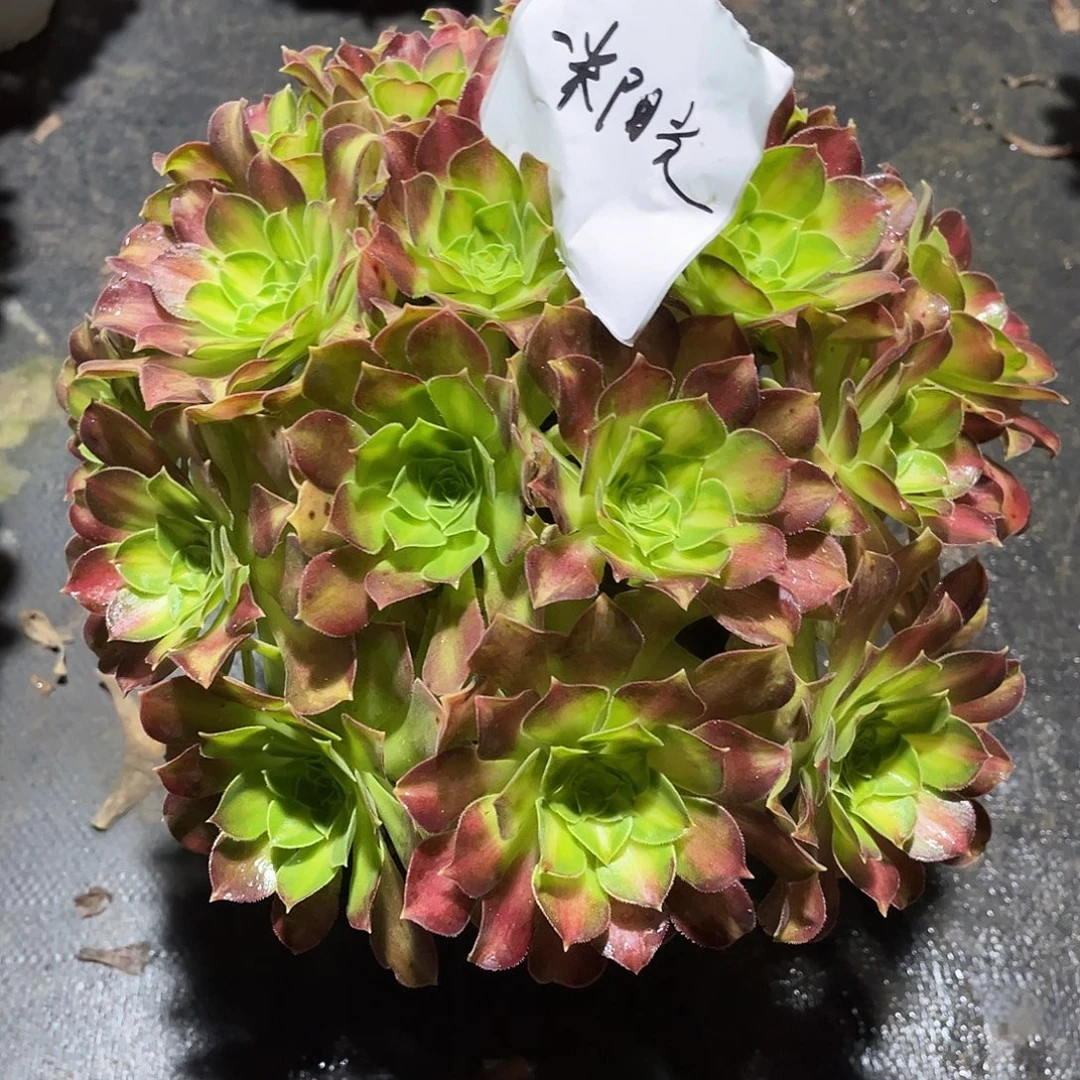 韶华法师多肉植物漂亮