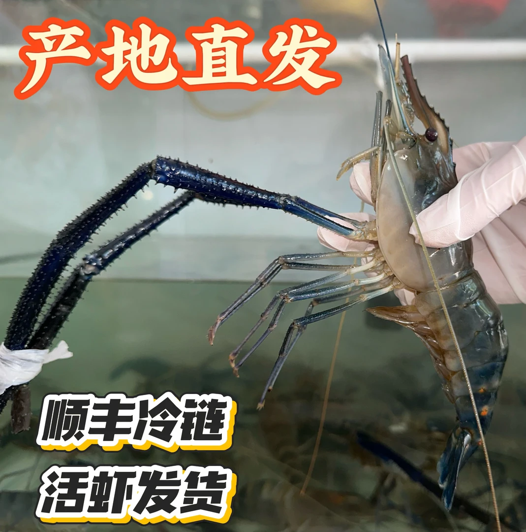 苏州太湖一号大虾鲜活美味