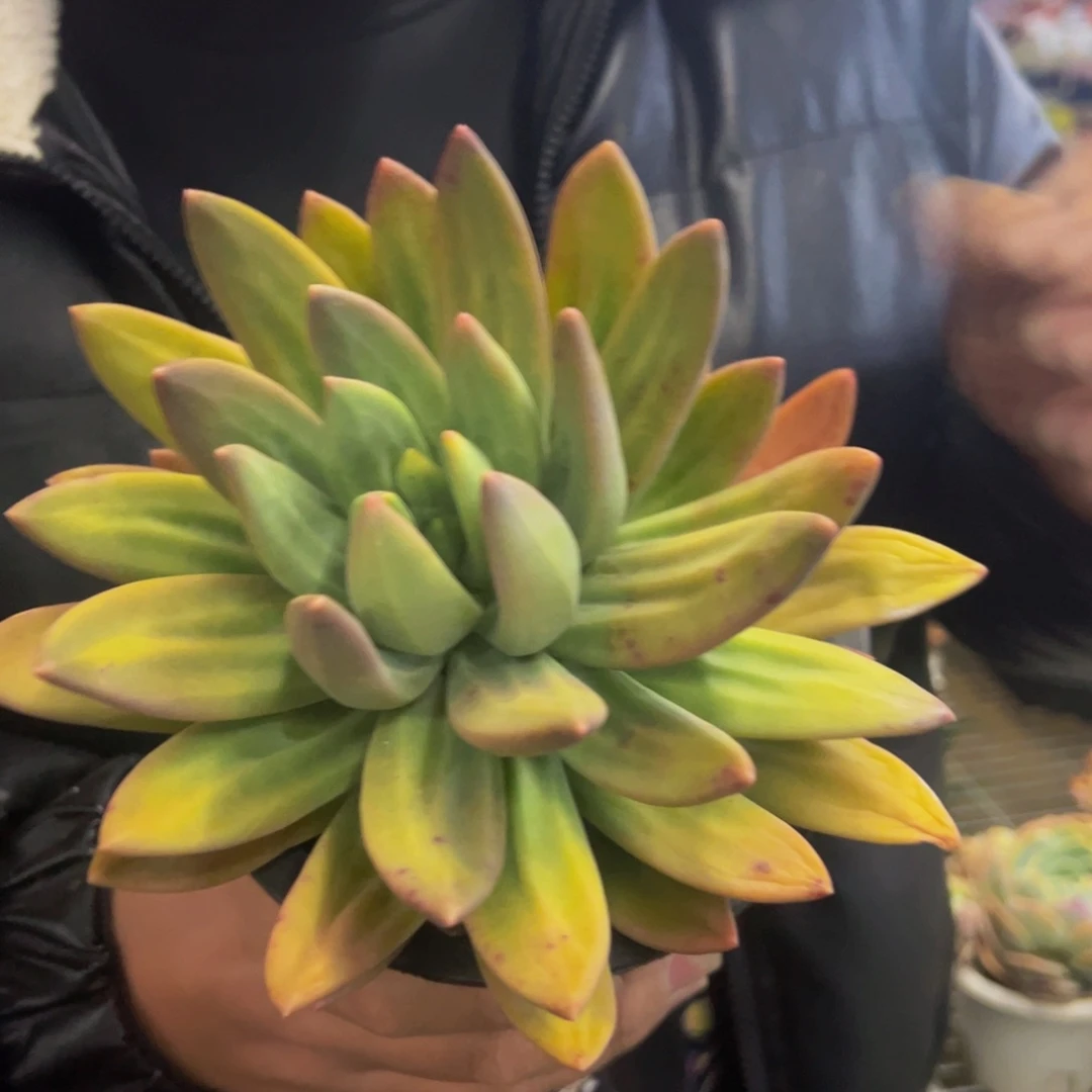 海洋之歌大单头多肉