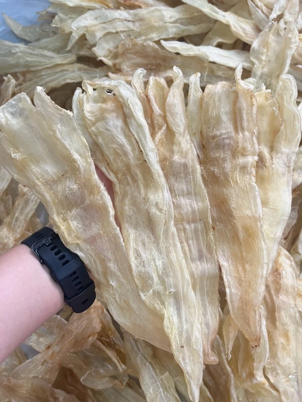 广东汕尾14-15头鳘鱼胶阴阳胶滋补养生炖汤炖奶佳品