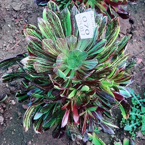 (****豹3.7-70水墨丹青多肉植物