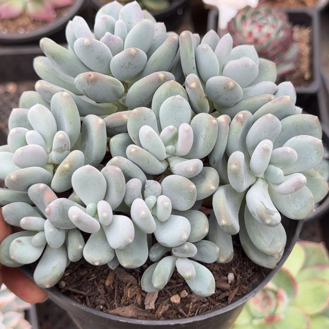 咖啡美人惊鸿一物一拍包装收缩花旱