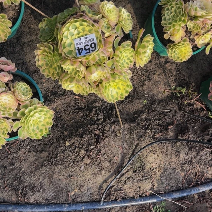 荔枝花花30-39包邮花花