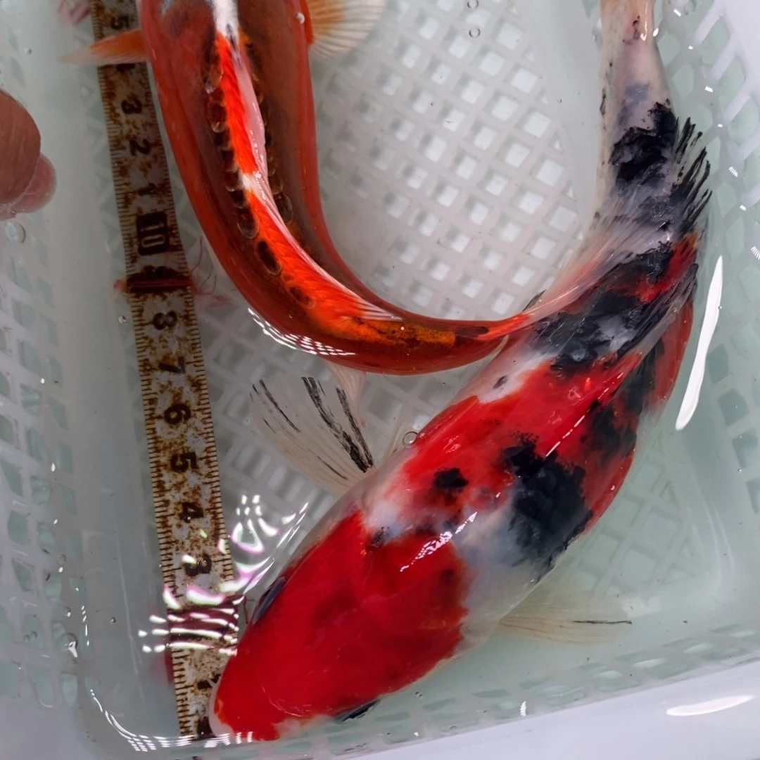 锦鲤冷水锦鲤包邮